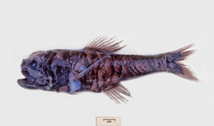Scopelogadus beanii