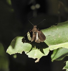 Notocrypta waigensis