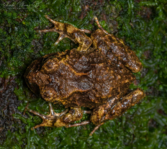 Eupsophus vertebralis