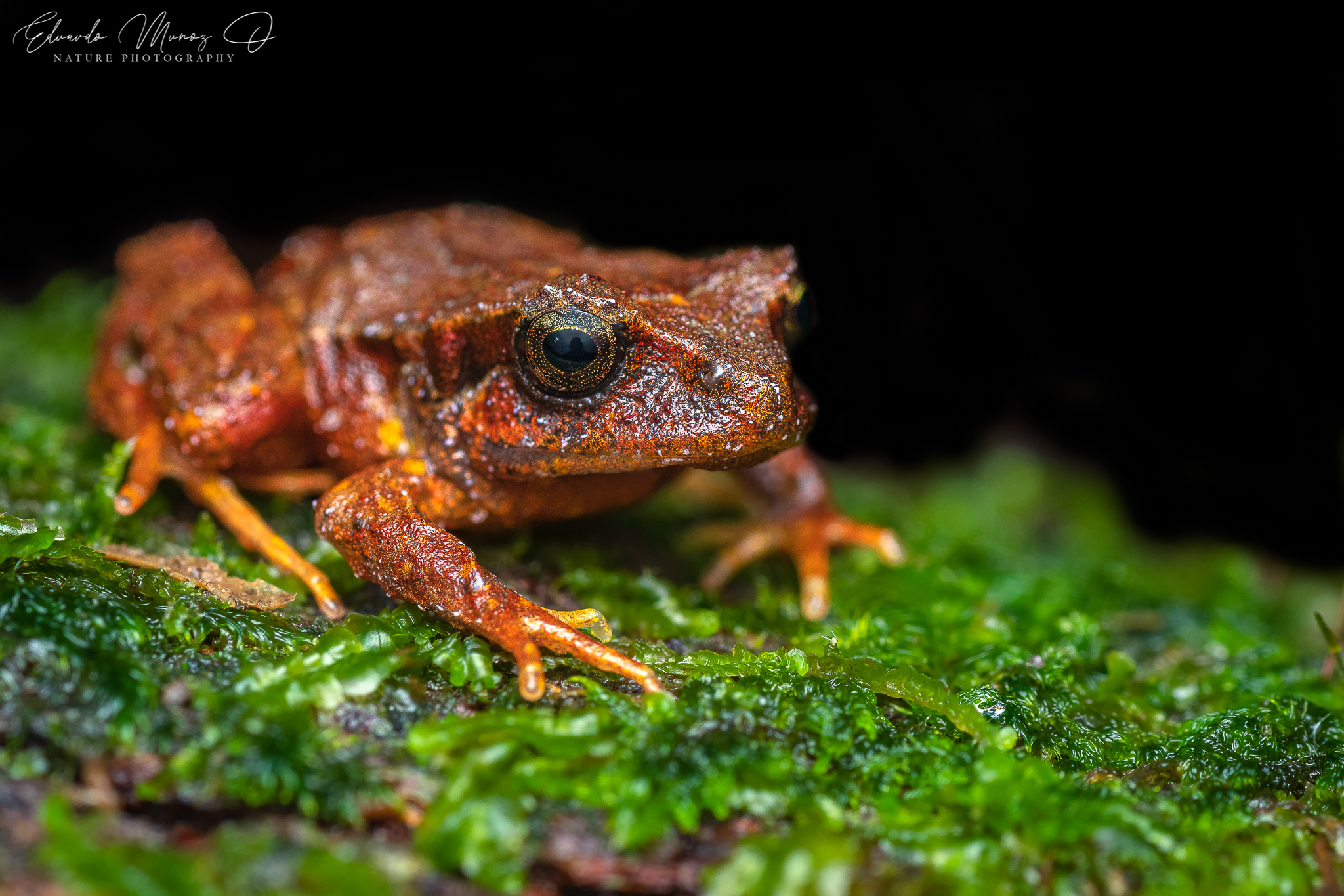 Eupsophus altor Nuñez, Rabanal & Formas, 2012