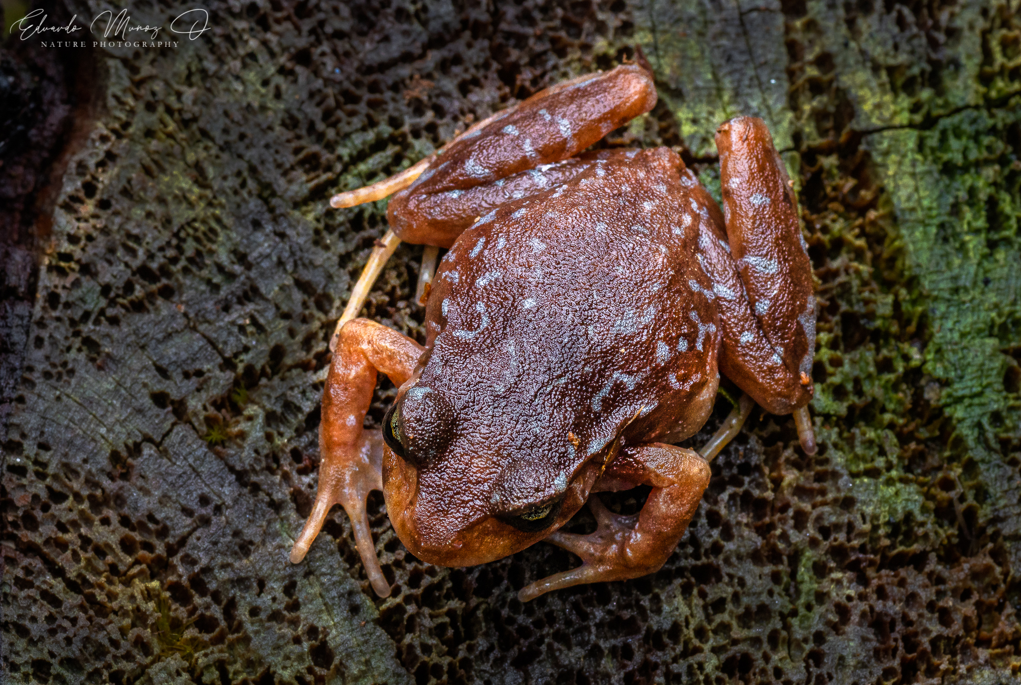 Eupsophus altor Nuñez, Rabanal & Formas, 2012