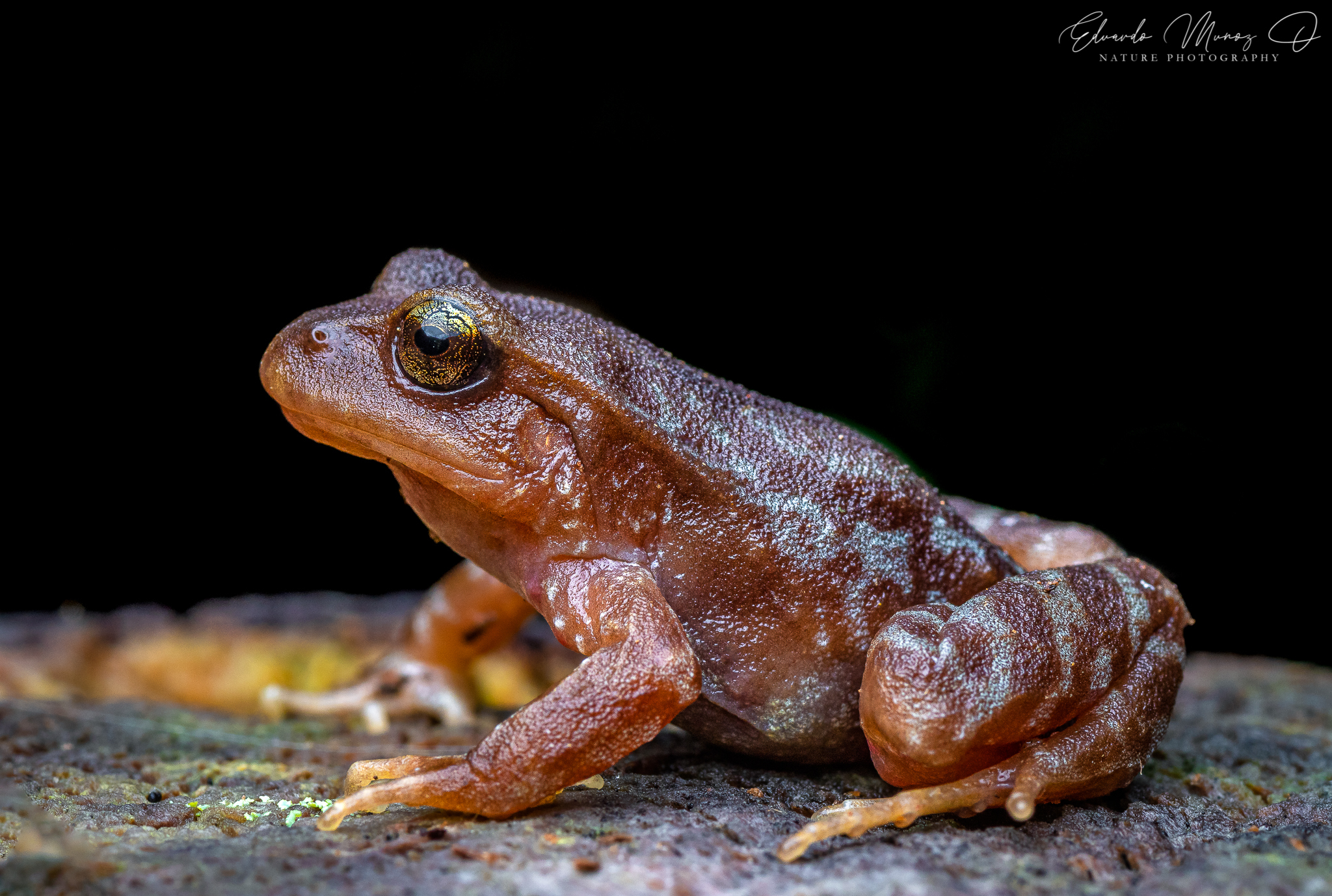 Eupsophus altor Nuñez, Rabanal & Formas, 2012