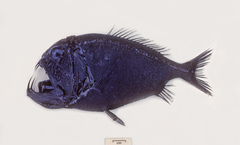 Anoplogaster cornuta