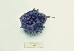 Oreosoma atlanticum