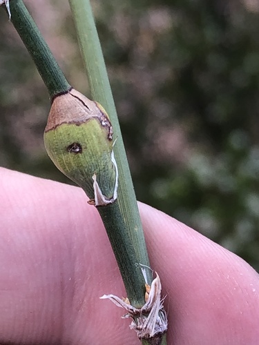 Ephedra Stem Gall Midge
