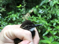 Oreoscopus gutturalis