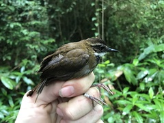 Oreoscopus gutturalis