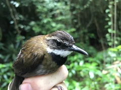 Oreoscopus gutturalis