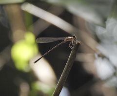 Lestoidea