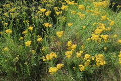 Senecio linifolius