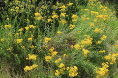 Senecio linifolius