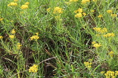 Senecio linifolius