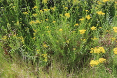 Senecio linifolius