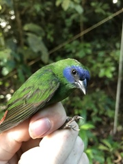 Erythrura trichroa