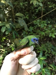 Erythrura trichroa