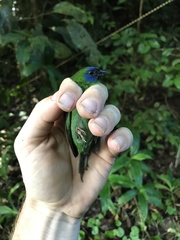 Erythrura trichroa