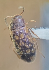 Mycetophagus pluripunctatus