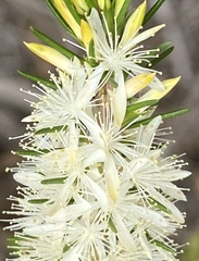 Calytrix hirta