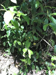 Scaevola enantophylla