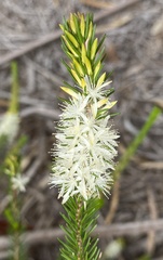 Calytrix hirta