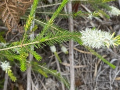 Calytrix hirta