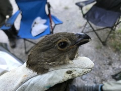 Scenopoeetes dentirostris