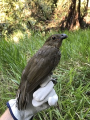 Scenopoeetes dentirostris