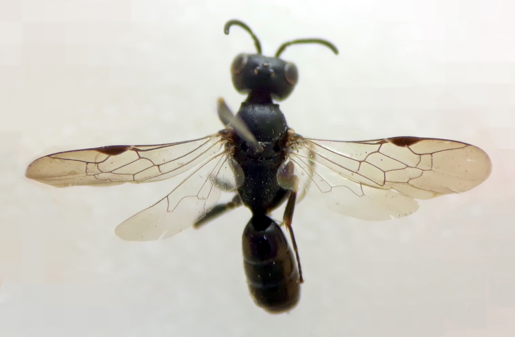 Passaloecus eremita