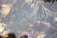 Dictyopteris undulata