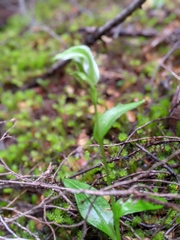 Pterostylis scabrida