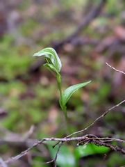 Pterostylis scabrida