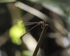 Lestoidea