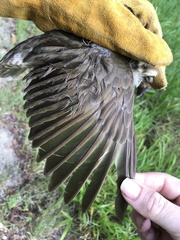 Scenopoeetes dentirostris