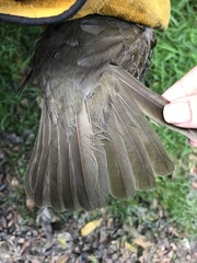 Scenopoeetes dentirostris