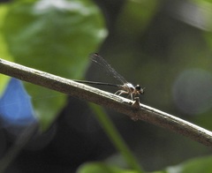 Lestoidea