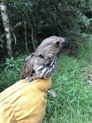 Scenopoeetes dentirostris