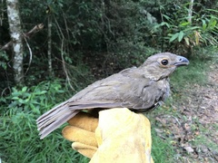 Scenopoeetes dentirostris