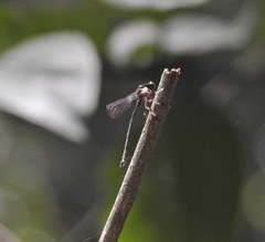 Lestoidea