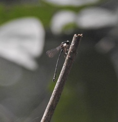 Lestoidea