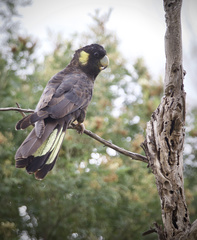 Zanda funerea funerea