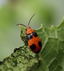 Aulacophora hilaris