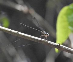 Lestoidea