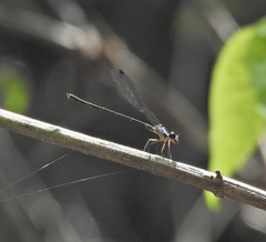Lestoidea