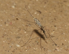 Anopheles franciscanus