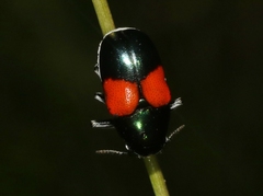 Megalostomis pyropyga