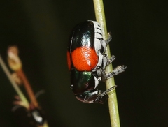 Megalostomis pyropyga