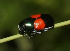 Megalostomis pyropyga