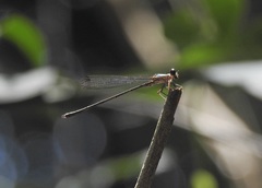 Lestoidea