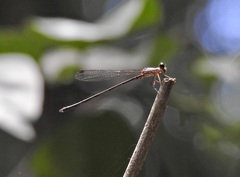 Lestoidea