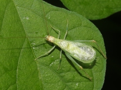 Oecanthus texensis